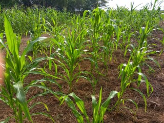 field of corn