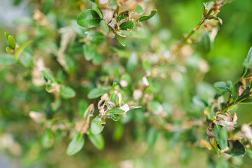 Cydalima perspectalis (box tree moth )
