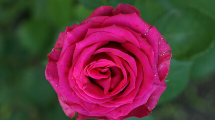 Beautiful multi colored rose garden in spring