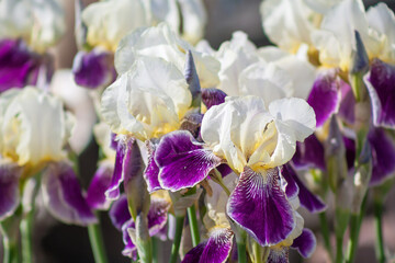 Daring Deception purple white irises in the gargen. Many beautiful iris flowers outdoor
