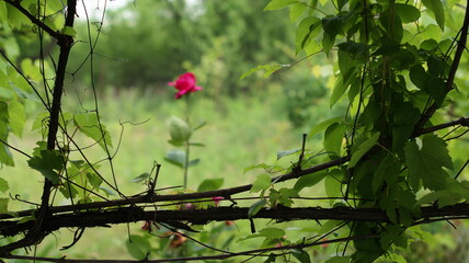 Beautiful multi colored rose garden in spring