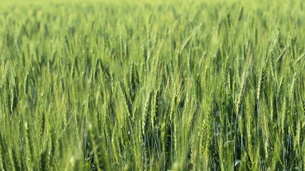 Wheat field and blue sky with sun.