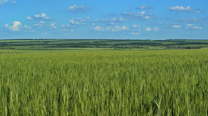 Wheat field and blue sky with sun.
