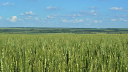 Wheat field and blue sky with sun.