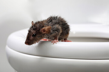 Wet rat on toilet bowl in bathroom, closeup. Pest control