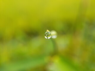 drops of dew on the grass