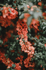 quince branch with red flowers
