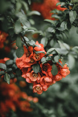 quince branch with red flowers