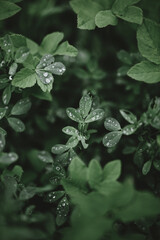 leaves of grass in drops after rain