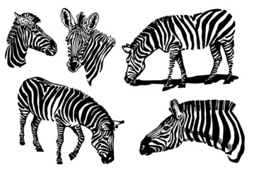 Vector set of zebra elements isolated on white background,graphical