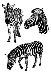 Vector set of zebra elements isolated on white background,graphical