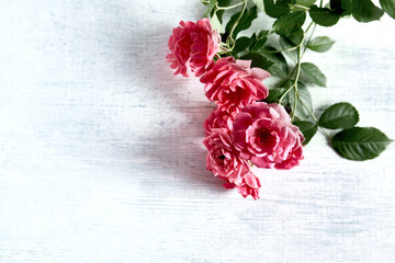 Pink Roses on white painted wooden background. Copy space