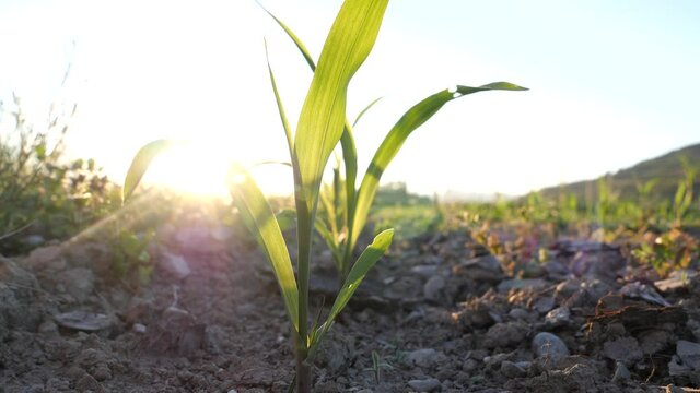 Young forage corn on a farmland in the sunset, static, low angle