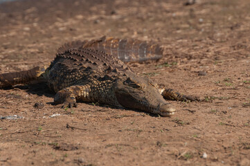 Sunbathing Nile Crocodile