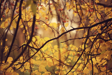 Fototapeta na wymiar blurred abstract autumn weather background, view of autumn leaf fall