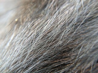 A close-up of black cat fur