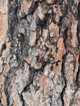 Pine bark texture for backgrounds