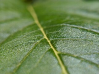 Macro shot of green leaves. Selective focus.