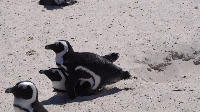 South African pengiuns mating at colony in boulder beach funny wings moving with sand