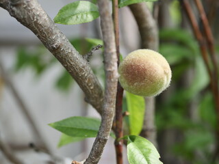 apple on tree