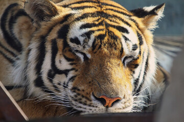 Sleeping tiger resting on a warm summer day. Close-up. Wild big animal.