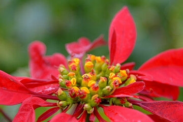Vista de cerca de una flor de Pascua &oacute; Poinsettia (Euphorbia Pulcherrima)
