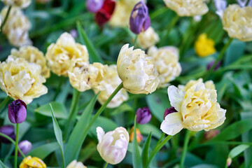 Obraz na płótnie Canvas Bright flowers of tulips on a tulip field on a sunny morning