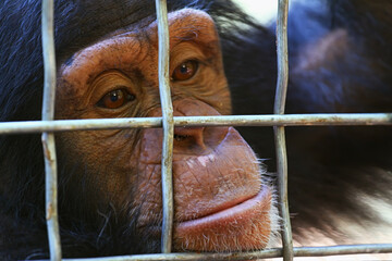 Portrait of a sad monkey locked in a cage. Close-up. The animal is in captivity.