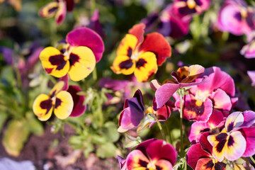 Fototapeta na wymiar Multicolored pansy flower plant natural background, summer time