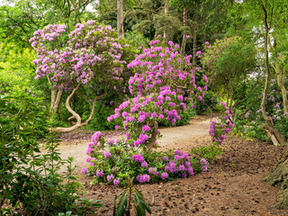 Purple Rhododendron bush flowering in a wood