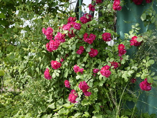 flowers in the garden
