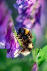 
bee on a flower, bumblebee, close-up on a purple flowers background