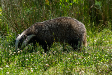 British badger in a field on a sunny day england uk  © pbnash1964