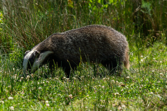 British badger in a field on a sunny day england uk 