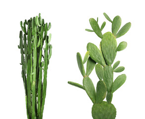 Collage with beautiful cactuses on white background
