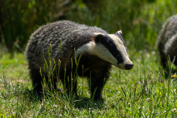 British badger in a field on a sunny day england uk 
