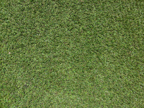 Green grass texture for backgrounds