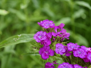 Fototapeta premium flowers in the garden