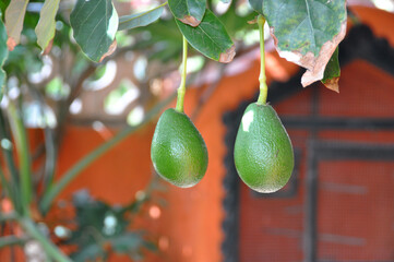 Two organic avocados hanging from their tree