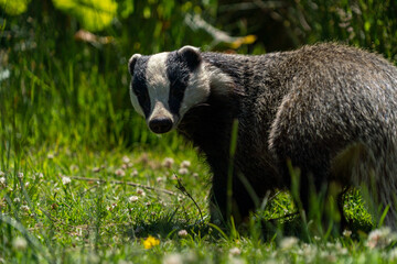 British badger black and white in a sunny field uk