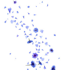 Beautiful tender blue cornflower petals flying on white background - obrazy, fototapety, plakaty