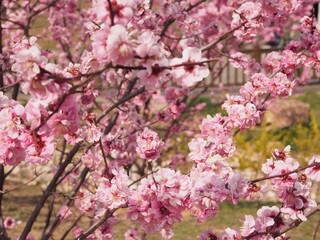 桃　桜　春　