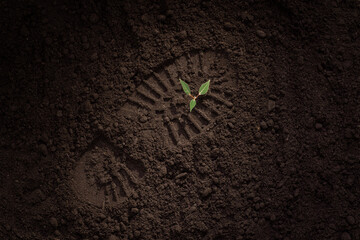 young green plant on the ground, shoe print, footprint on the ground, field, soil, the concept of...