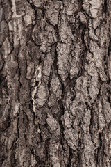 Dry cracked tree trunk how background