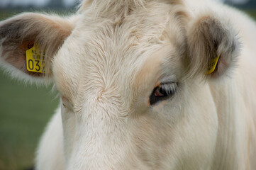 a close up of an eye of a white cow with long lashes