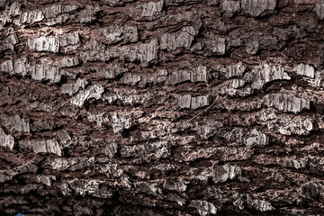 Dry cracked tree trunk how background