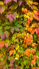 Bright autumn leaves of a climbing plant on a beige wall.