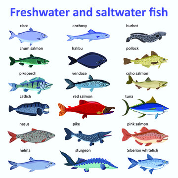 Freshwater fish and saltwater fish. Types and varieties of fish. Burbot, anchovy, vendace, chum salmon, catfish, tuna, pike, sturgeon, salmon, etc. Isolated over white.