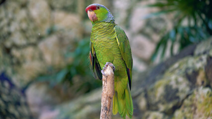 Green parrot in the jungle