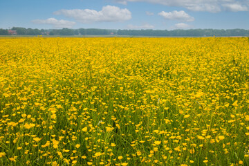 Field full of yellow buttercups in spring, East Groningen province, the Netherlands